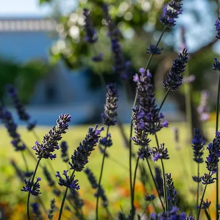 Gasthof Masseria Petratrullo