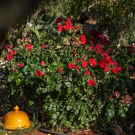 Masseria Petratrullo Πανσιόν *